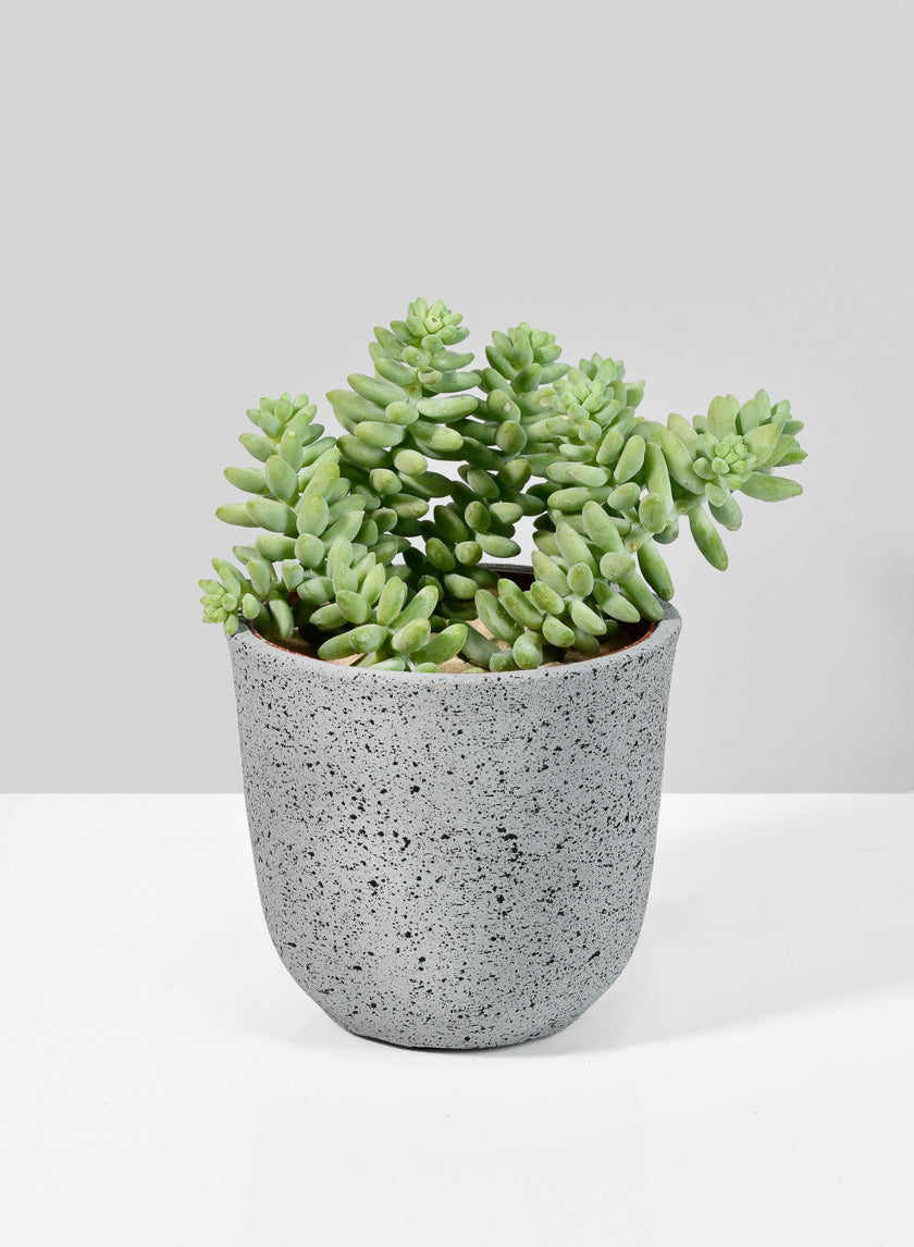 Jardinière en ciment Gojimara de 4 pouces de hauteur